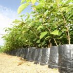 Técnicos da Empaer preveem coletar 1,2 milhão de sementes para produção de mudas nativas