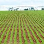 Safra brasileira deve bater novo recorde este ano