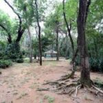 Cuiabá inicia Semana do Meio Ambiente