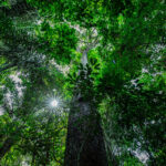 MT é o 1º estado a receber evento para debater iniciativa de fomento ao desenvolvimento sustentável na Amazônia