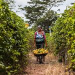 Governo de MT lança edital de R$ 1 milhão para fomentar pesquisas na área da agricultura familiar