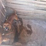 Bem-Estar Animal, Dema e Ordem Pública fecham canil clandestino e resgatam doze cães vítimas de maus-tratos