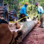 Mato Grosso é o 2º do país com maior valor de produção extrativista do país