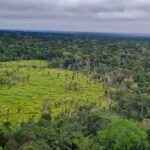 Entenda o que é e para que serve o mercado de carbono