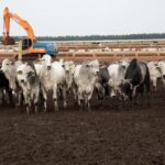 Carne bovina produzida em MT destinada à exportação alimenta 20 milhões de pessoas ao ano
