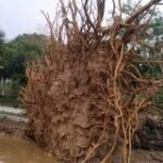 Defesa Civil de Cuiabá atua para retirar árvores derrubadas pela forte chuva desta segunda-feira (30)