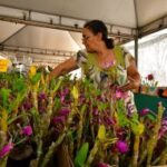 Prefeitura de Cuiabá realiza a 3ª edição do Festival de Rosas do Deserto e Orquídeas