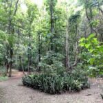 Quase dez mil visitantes já exploraram a exuberante biodiversidade do Horto Florestal em oito meses
