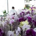 Festival de Orquídeas e Rosas do Deserto acontece até domingo (10) no Shopping Orla
