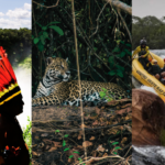 Governo apresenta cultura pantaneira, etnoturismo e observação de onça em evento nacional