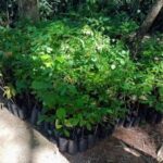 Prefeitura de Cuiabá recebe 800 mudas do IFMT