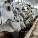 MT teve aumento de 14,4% no abate de bovinos em 2023