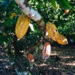 Cultivo de cacau ganha espaço em MT com mudas distribuídas pelo Governo