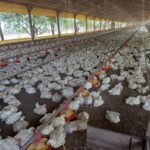 Mais de 790 milhões de animais foram movimentados em 2023 no Estado