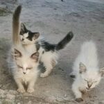 Cerca de 50 animais estarão à disposição em feira de adoção que homenageará o médico veterinário Ademir Germinaro