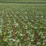 Governo Federal antecipa medidas de auxílio a produtores rurais