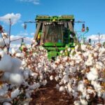 Brasil caminha para safra recorde de algodão com expansão da área cultivada