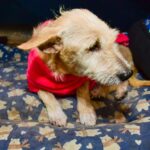 Praça Alencastro abrigará programação da Prefeitura de Cuiabá contra crueldade animal