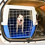 Secretaria adjunta de Bem-Estar resgata cão em situação de maus-tratos no bairro Novo Milênio