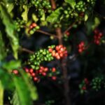 Produtividade de café por hectare em MT triplica e Embrapa destaca impactos de programa do Governo