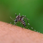 Secretaria Municipal de Saúde emite alerta sobre aumento de casos de Chikungunya em Cuiabá