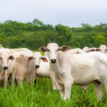 Febre Aftosa: Pecuaristas devem comunicar vacinação ao Indea