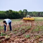 Longe da realeza: conheça os agricultores mato-grossenses