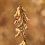 Industrialização da soja deve receber R$ 5,76 bilhões em investimentos