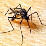 SES alerta a população para combater o Aedes aegypti no período de chuvas
