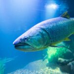 Aquário Municipal e Museu do Rio Cuiabá são opções de lazer no fim de semana