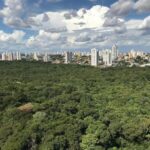 Debate propõe movimento para arborizar e deixar Cuiabá ainda mais verde
