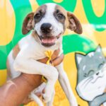 Prefeitura de Cuiabá e UFMT fazem mutirão de castração animal