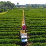 Governo de Mato Grosso isenta taxa de inscrição estadual para produtores rurais