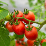 Cesta básica em Cuiabá sobe 1% na terceira semana de setembro, puxada pelo tomate