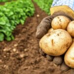 Custo da cesta básica volta a superar os R$ 800 em Cuiabá