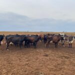 Melhoramento genético moderniza rebanhos leiteiros e aumenta produtividade da agricultura familiar em Mato Grosso