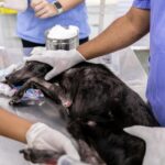 Prefeitura de Cuiabá abre chamamento público para credenciamento de clínicas e hospitais veterinários