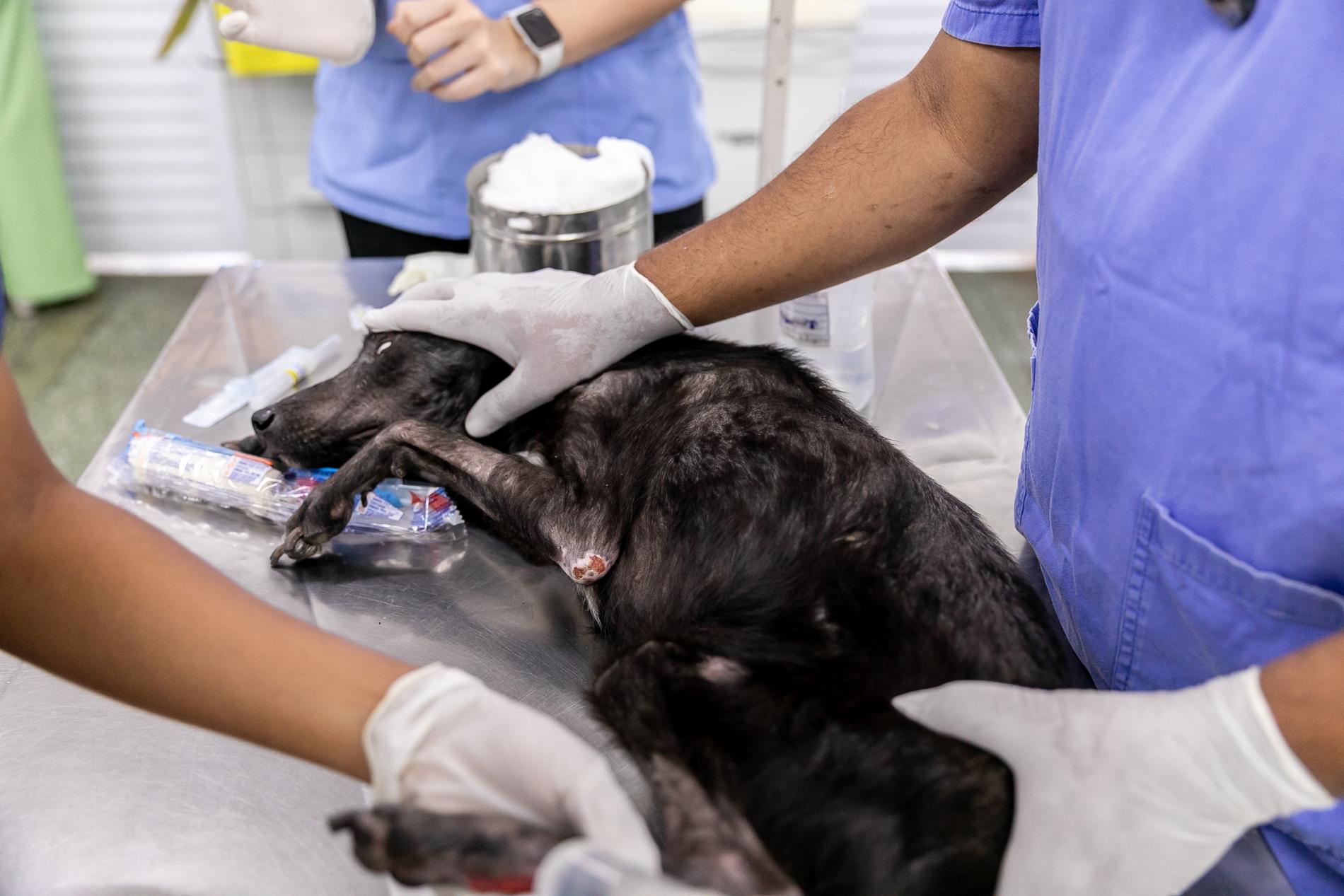 Prefeitura de Cuiabá abre chamamento público para credenciamento de clínicas e hospitais veterinários