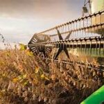 Excesso de chuva atrasa colheita de soja em algumas regiões e gera alerta a produtores de Mato Grosso