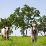 Mato Grosso lidera abate de bovinos no país e amplia participação nas exportações em 2025