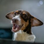 Mais de 40% dos cães resgatados por maus-tratos já estão aptos para adoção em Cuiabá