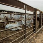 Mato Grosso registra maior crescimento do país no abate de bovinos no 1º trimestre de 2026