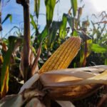 Mato Grosso bate novo recorde e produz 58 milhões de toneladas de milho, aponta Imea
