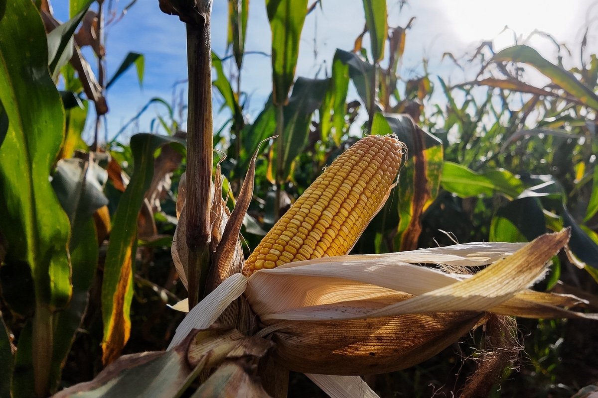 Mato Grosso bate novo recorde e produz 58 milhões de toneladas de milho, aponta Imea
