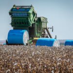 Mato Grosso avança com o plantio da soja e beneficiamento do algodão
