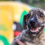 Estado prevê R$ 7 milhões para implantar e operar hospital veterinário em Mato Grosso