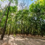 Avenida Beira Rio ganha 200 mudas no início do novo plano de arborização de Cuiabá
